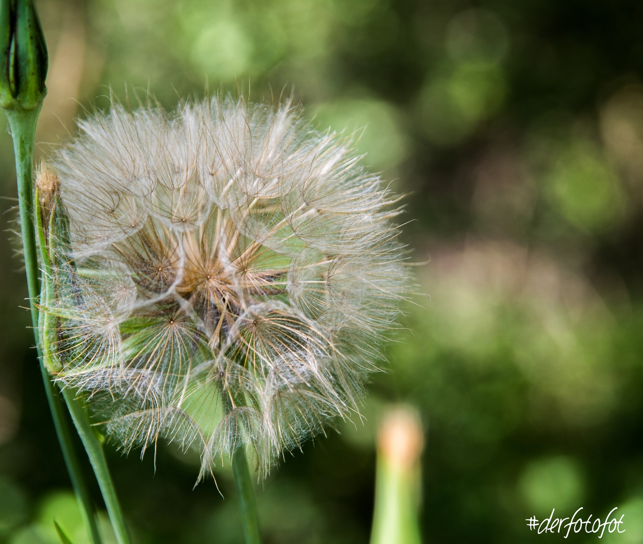 Dicke Pusteblume 