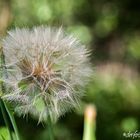 Dicke Pusteblume 