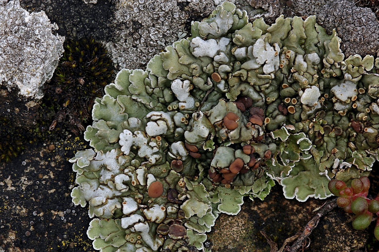 Dicke Schuppenkruste (Squamarina cartilaginea) auf sonnenexponiertem Kalkstein