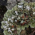 Dicke Schuppenkruste (Squamarina cartilaginea) auf sonnenexponiertem Kalkstein