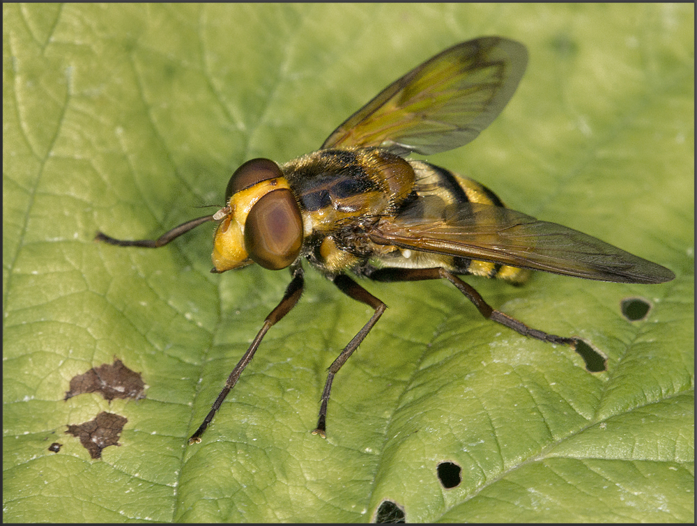 Dicke Schwebfliege