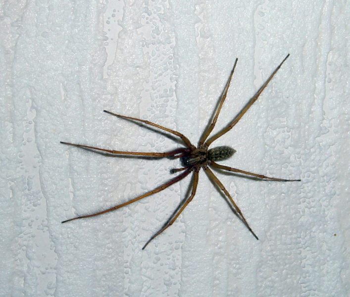 Dicke Spinne