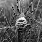 Dicke Spinne