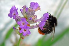 Dicke Steinhummel