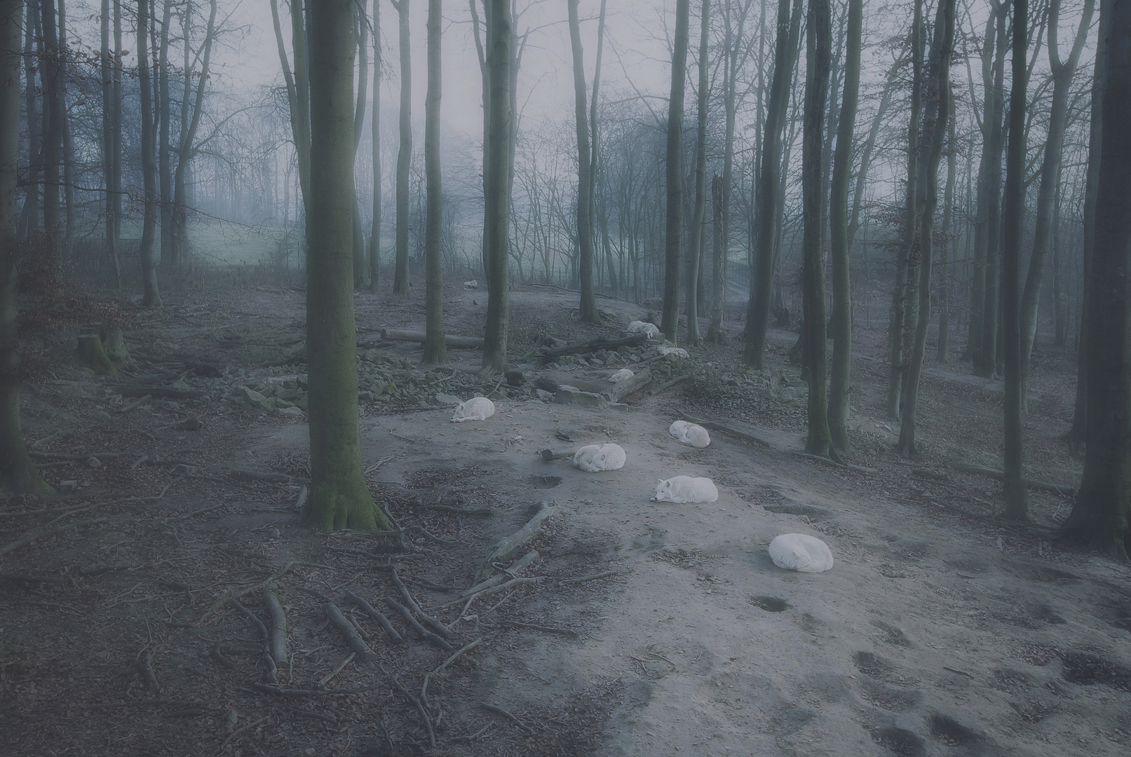 dicke Suppe morgens im Wolfswald Osnabrück