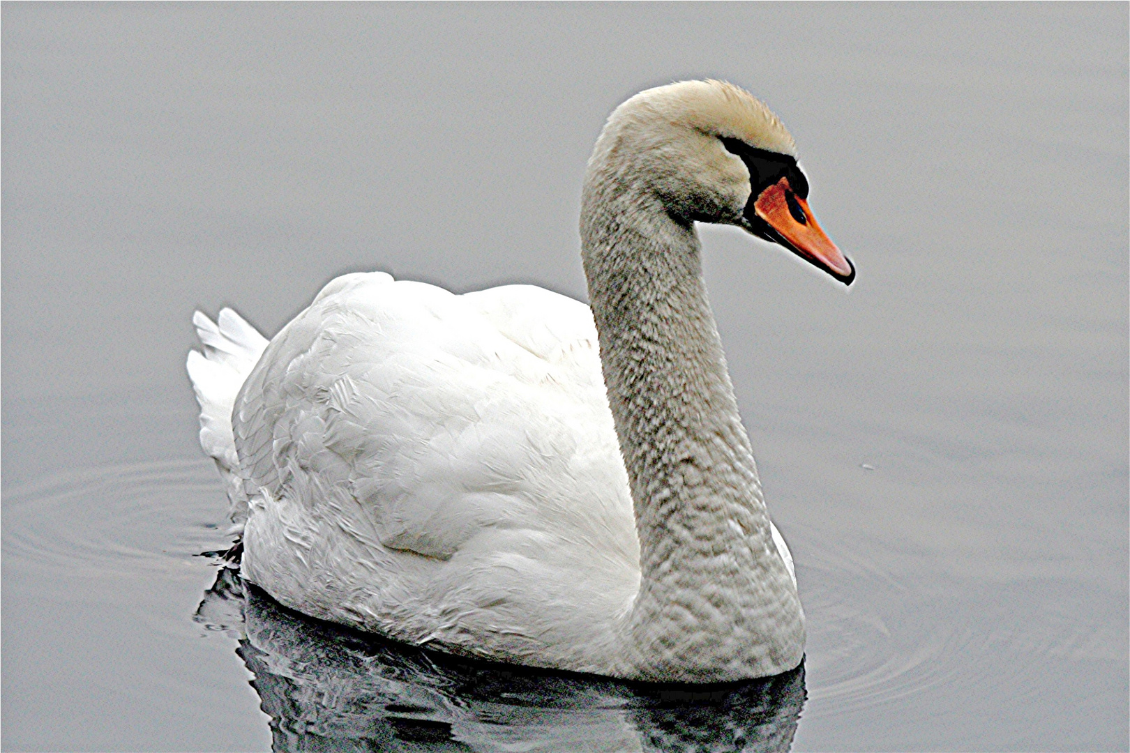 Dicke weiße Ente