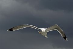 dicke Wolken,nix wie weg