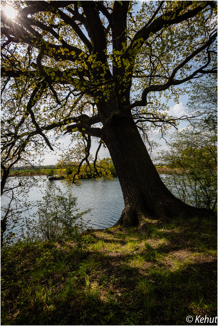 Dicker Baum ...