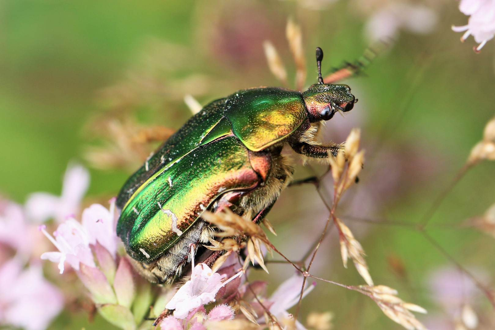 dicker Begleiter im Garten