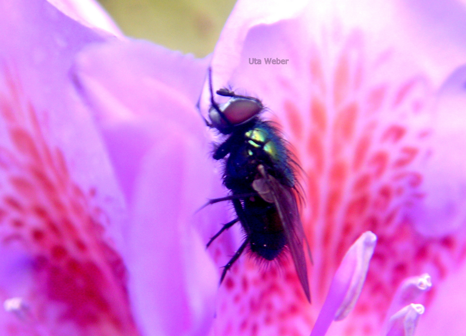 "Dicker Brummer" auf Nektarsuche im Rhododendron