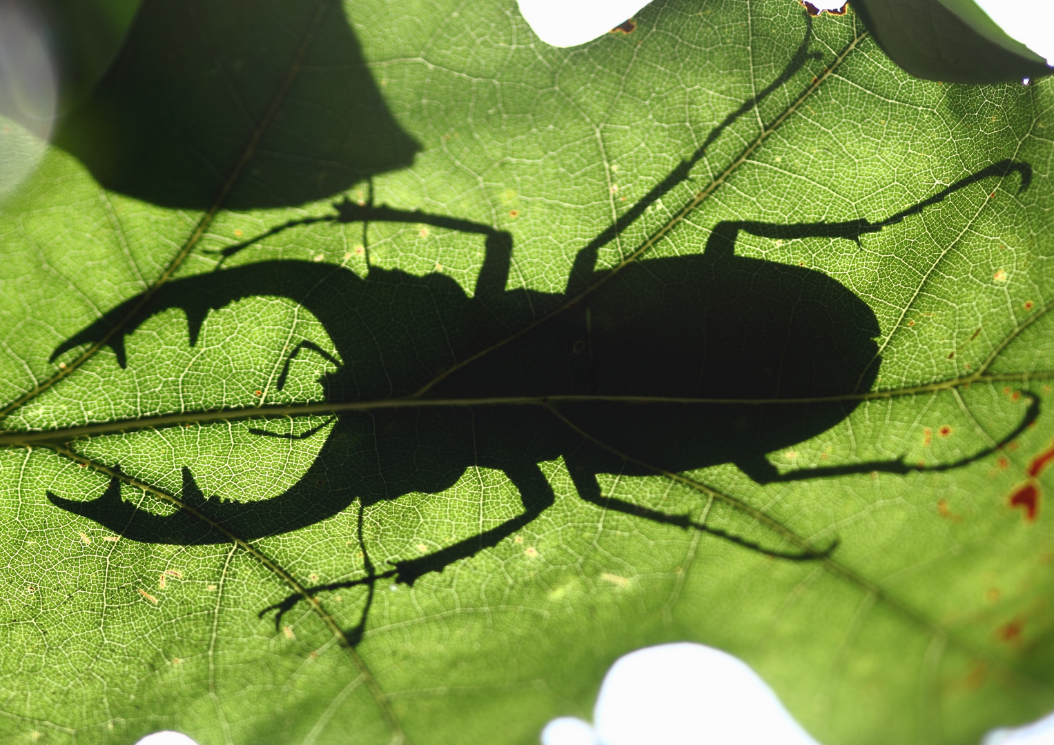 Dicker Brummer aus dem Spessart