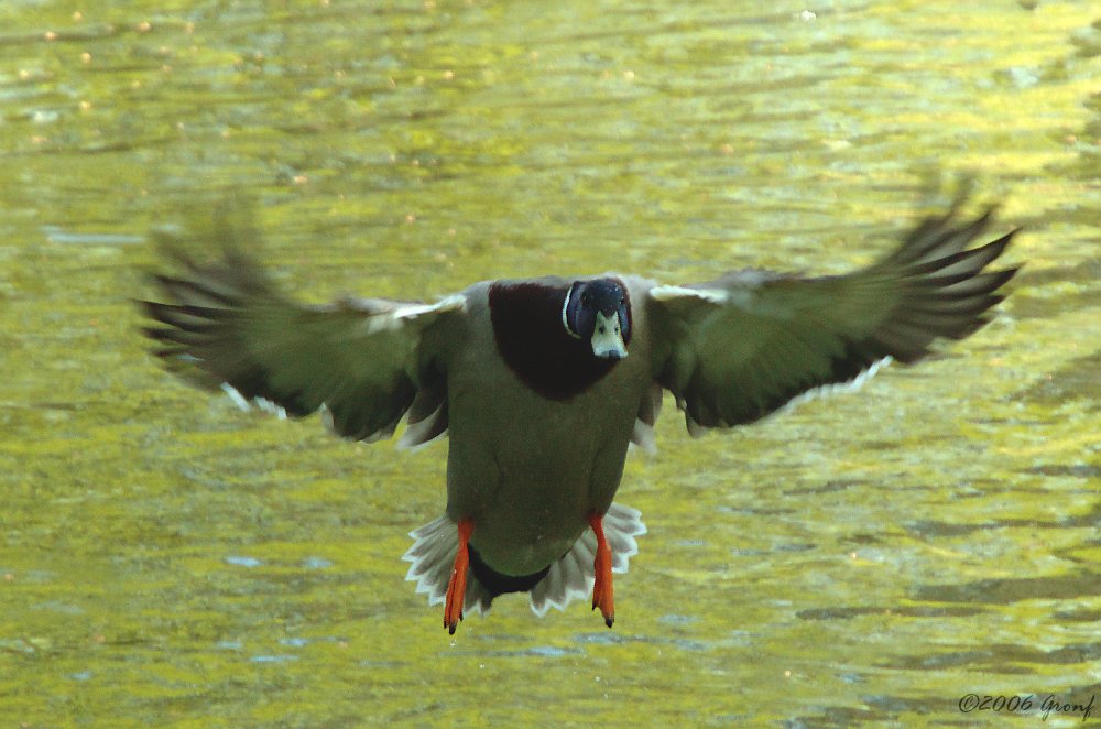 Dicker Brummer im Landeanflug..