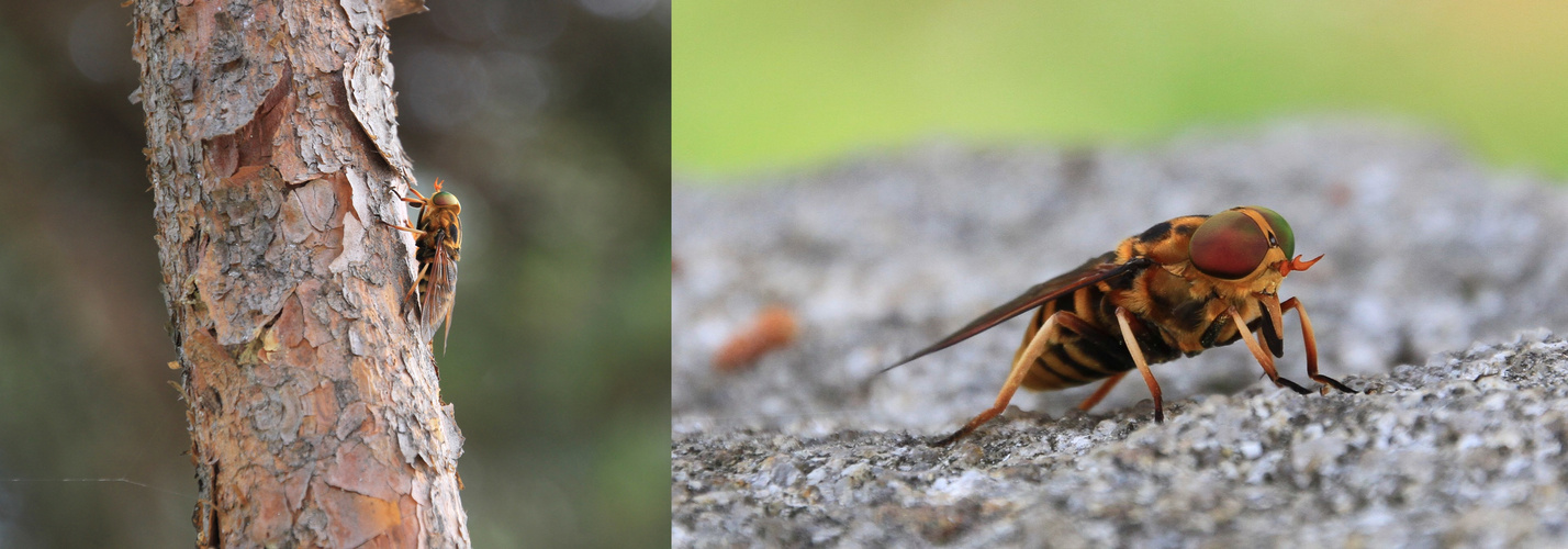 Dicker Brummer_Tabanus sudeticus