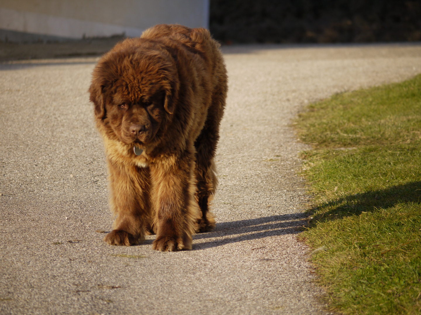 Dicker fetter Wuschelhund