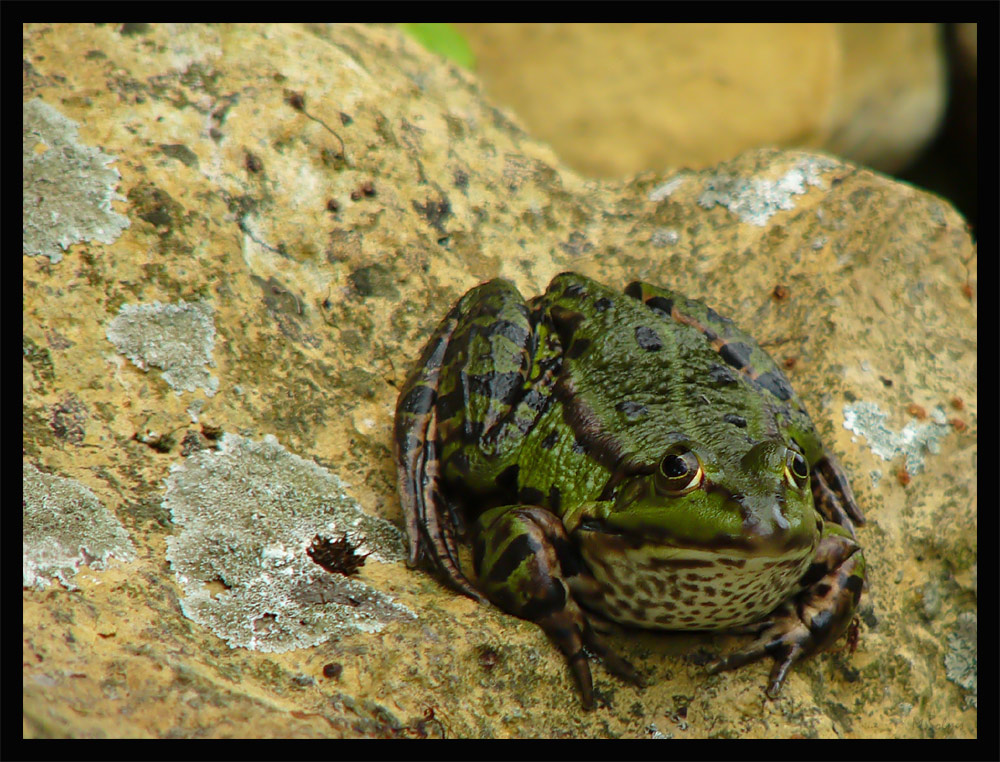 Dicker Frosch oder doch ein verwunschener dicker Prinz ???