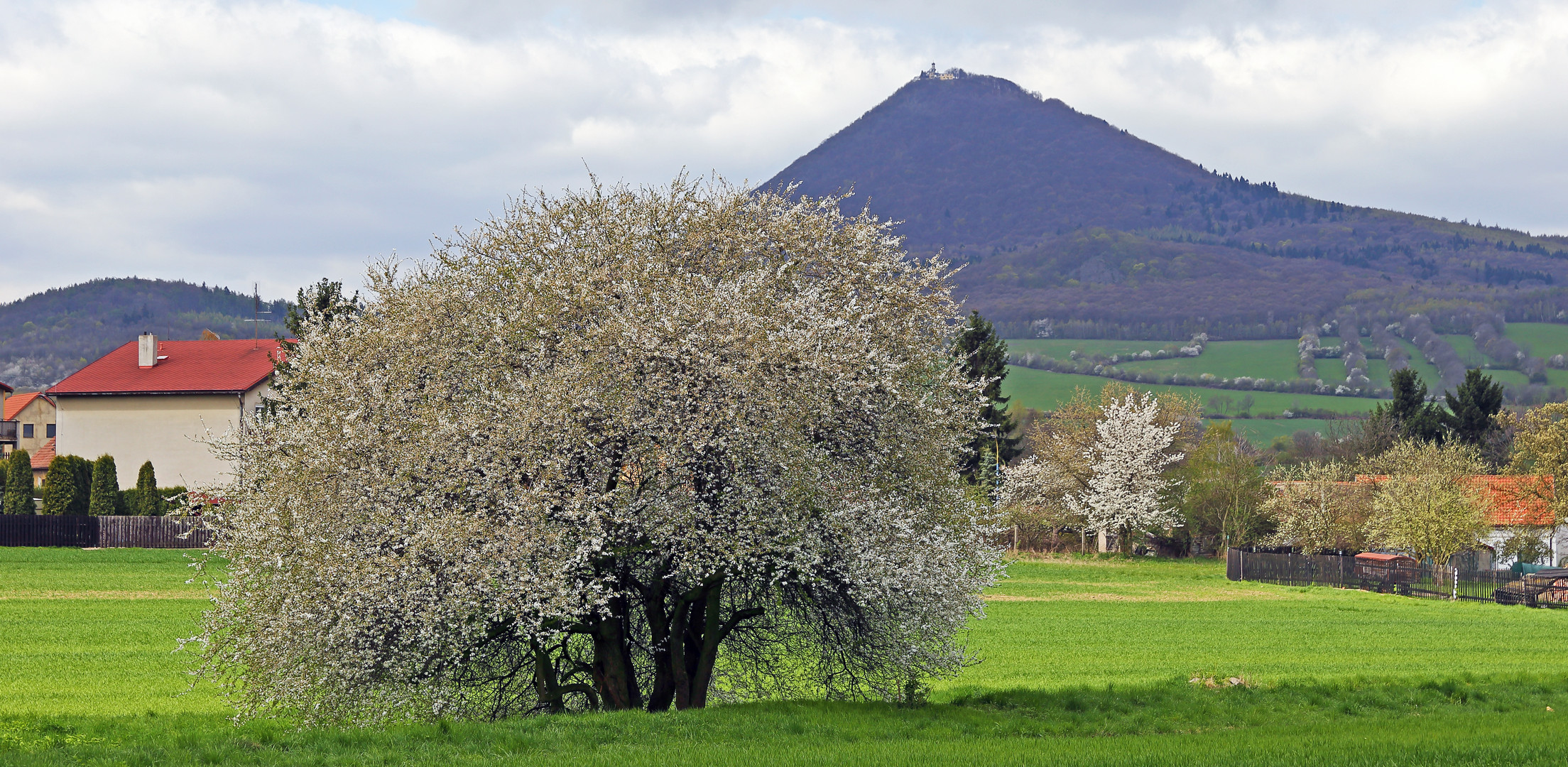 "Dicker Frühling" am Milleschauer