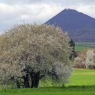 "Dicker Frühling" am Milleschauer