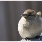 dicker gefrässiger Vogel...