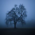 "Dicker Nebel früh am Morgen"...