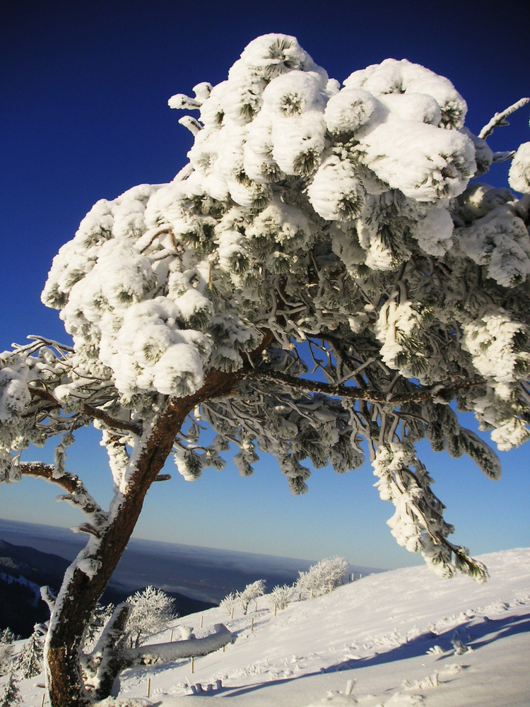 Dicker Schnee auf knorzigem Tannenbäumchen