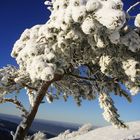 Dicker Schnee auf knorzigem Tannenbäumchen