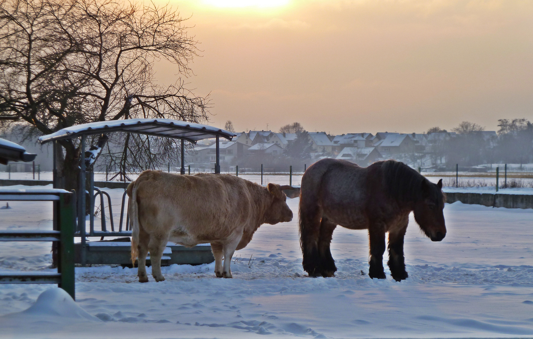 Dicker Schnee/ dicke Freunde /dickes Fell