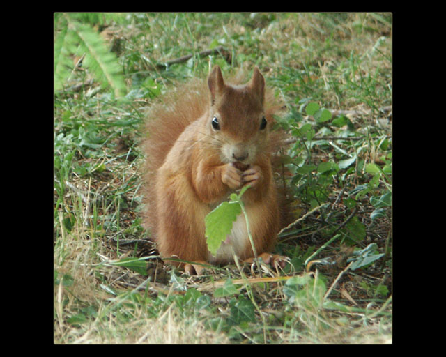 Dickerchen