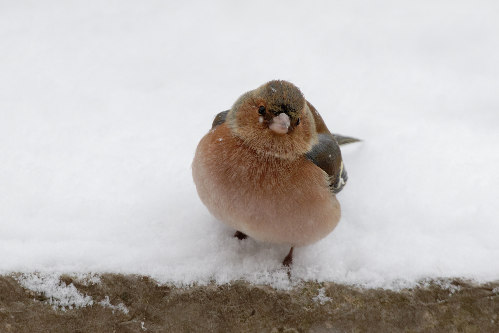 Dickerchen im Schnee