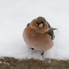 Dickerchen im Schnee