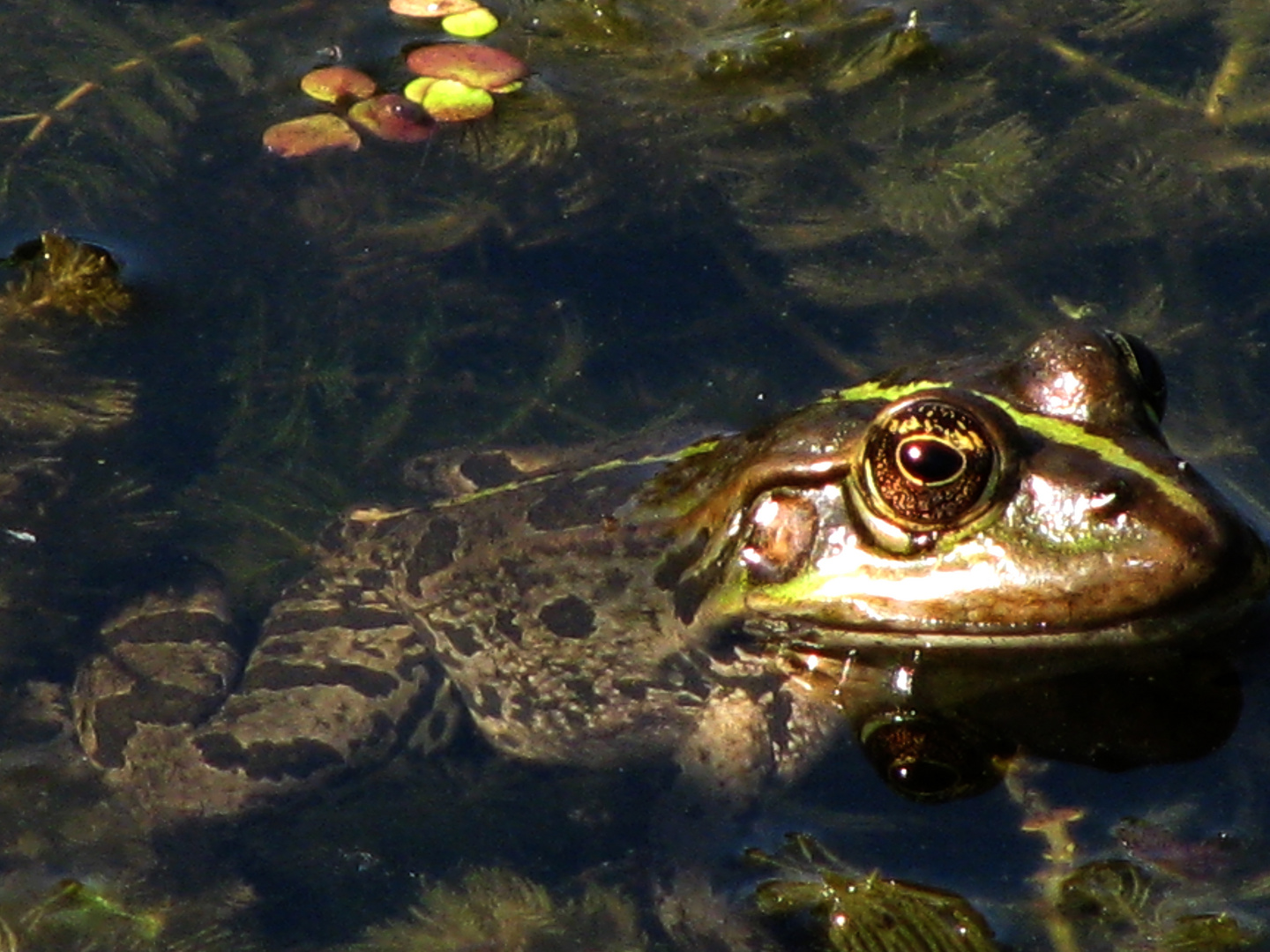 Dicker,fetter Frosch