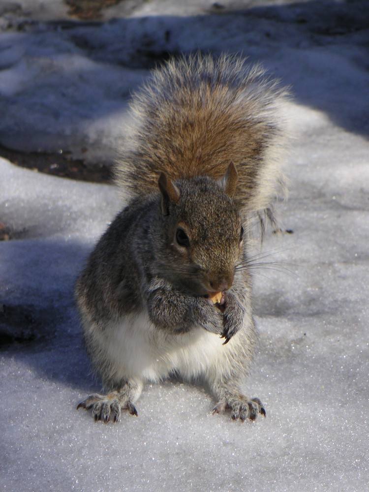 Dickes Hörnchen im Central Park