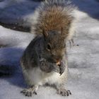 Dickes Hörnchen im Central Park