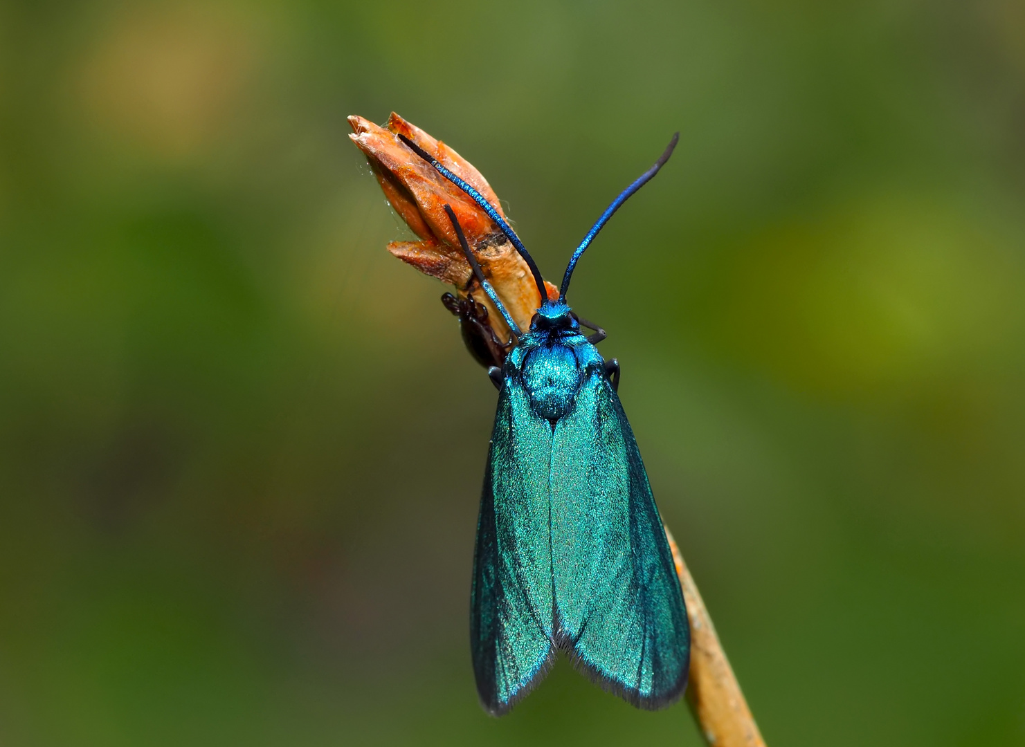 Dickfühler- oder Flockenblumen-Grünwidderchen (Jordanita subsolana oder globulariae). *