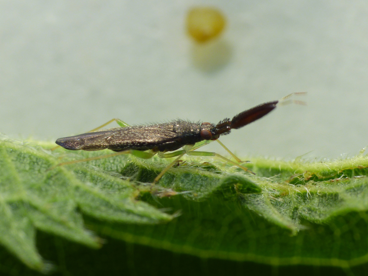 Dickfühler-Weichwanze (Heterotoma planicornis)