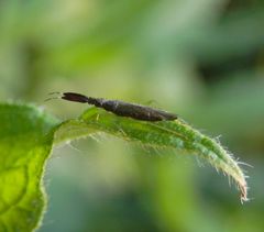 Dickfühler-Weichwanze (Heterotoma planicornis)