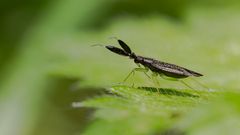 Dickfühler-Weichwanze (Heterotoma planicornis)