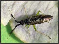 Dickfühler-Weichwanze (Heterotoma planicornis) auf Gartenwicke