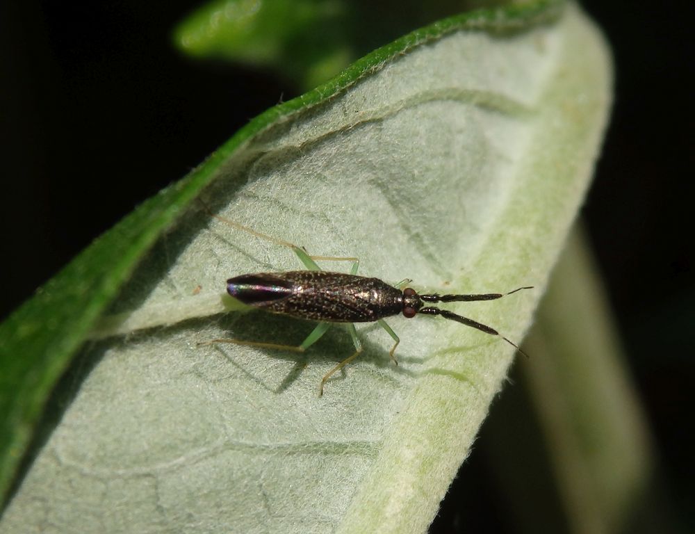 Dickfühler-Weichwanze (Heterotoma planicornis) - Imago