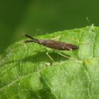 Dickfühler-Weichwanze (Heterotoma planicornis) - Imago