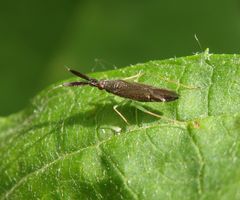 Dickfühler-Weichwanze (Heterotoma planicornis) - Imago