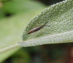 Dickfühlerweichwanze (Heterotoma planicornis) auf Salbei