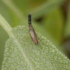 Dickfühlerweichwanze (Heterotoma planicornis) auf Salbei