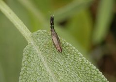 Dickfühlerweichwanze (Heterotoma planicornis) auf Salbei