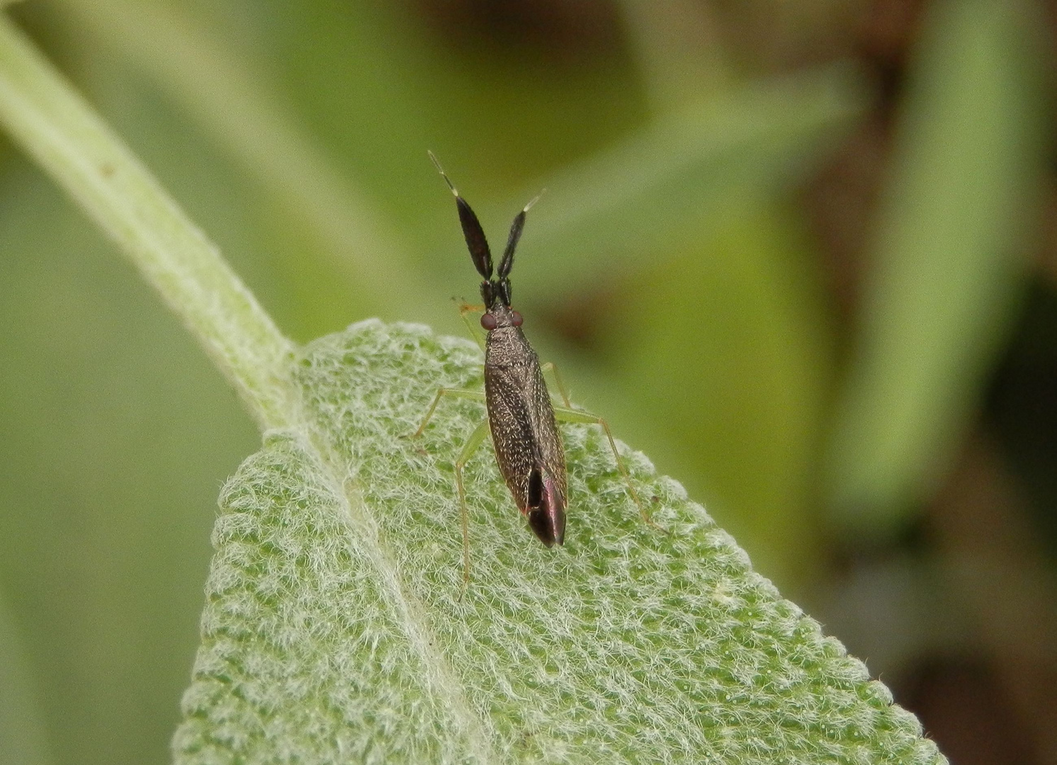 Dickfühlerweichwanze (Heterotoma planicornis) auf Salbei