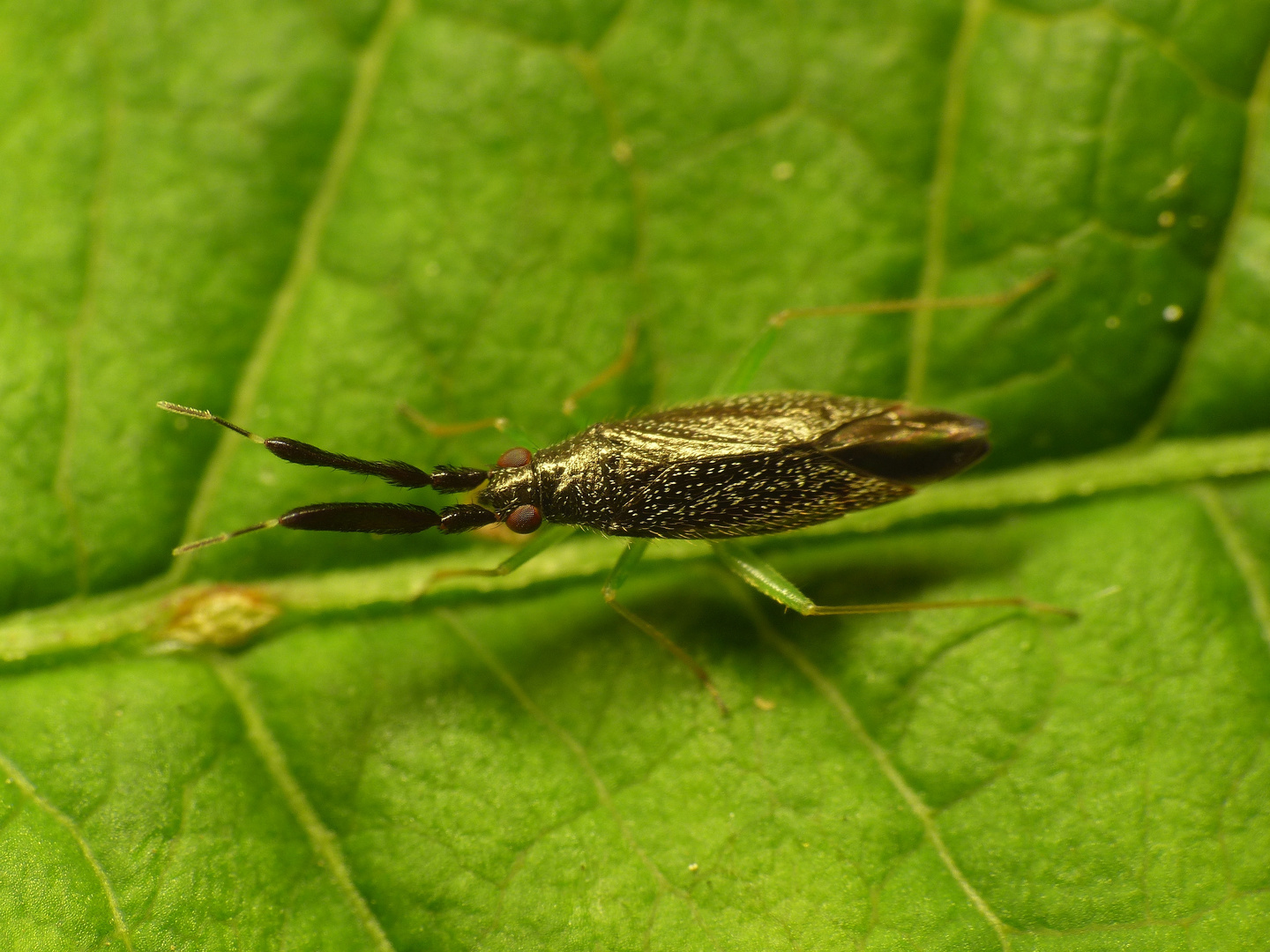 Dickfühlerweichwanze (Heterotoma planicornis)