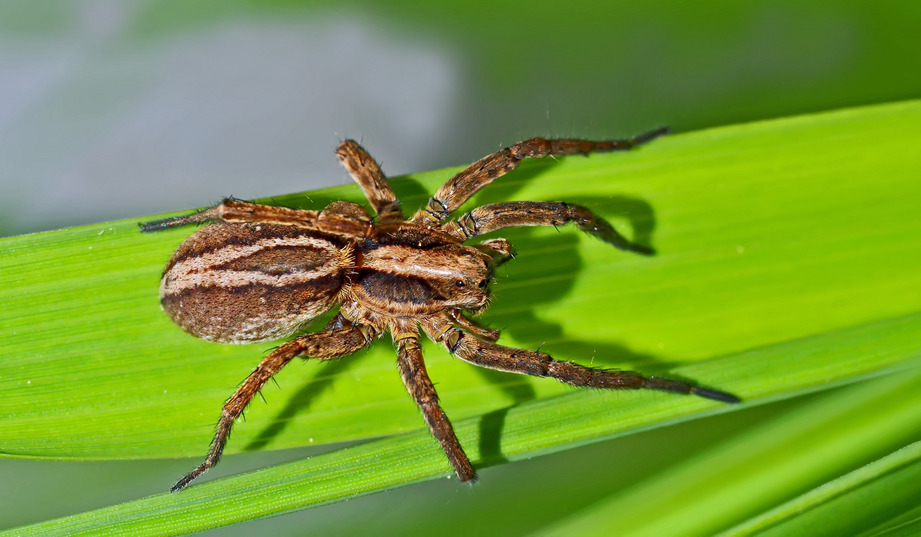 Dickfusspantherspinne (Alopecosa cuneata). - Lycose renard, femelle.