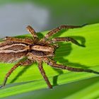 Dickfusspantherspinne (Alopecosa cuneata). - Lycose renard, femelle.