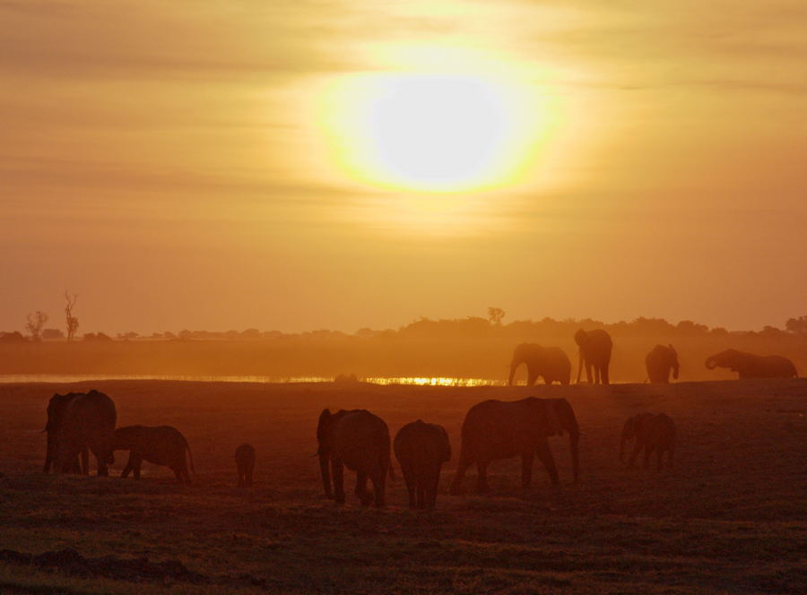 Dickhäuter im Abendlicht