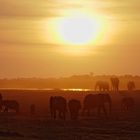 Dickhäuter im Abendlicht