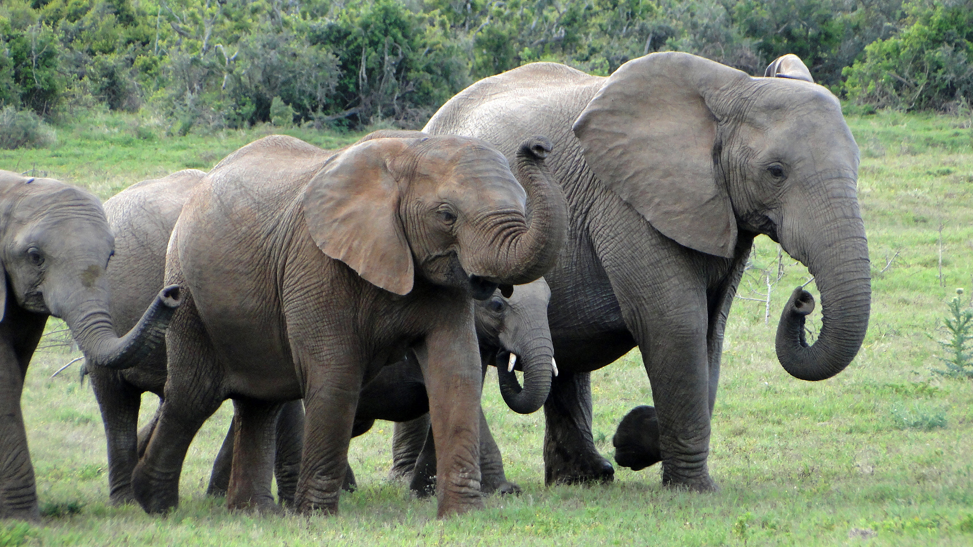 Dickhäuter im Addo Elefant Park